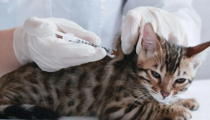 Veterinario administra inyección a gatito. Podrían ser anticonceptivos para gatas o vacunas.