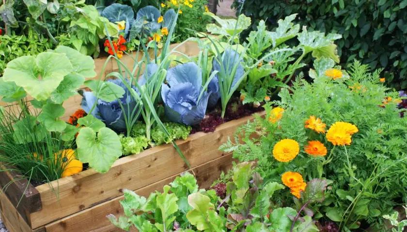 Ein üppiger Hochbeetgarten mit Kohl, Lauch, Kürbis und bunten Blumen. Perfekt, um zu sehen, was im August pflanzen.
