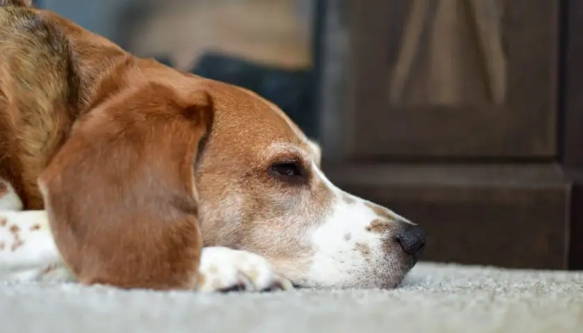 Cane beagle sdraiato, con sguardo malinconico. Pensa a cosa dare al cane con diarrea per farlo stare meglio.