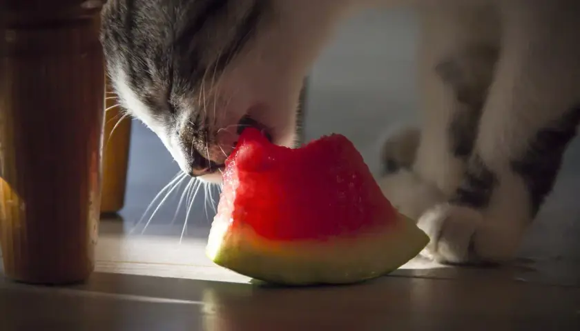 A tabby cat nibbles on a slice of watermelon, exploring if cats eat watermelon.