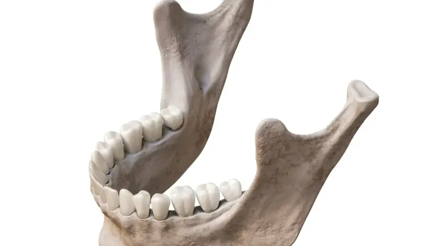 Anatomical model showing the human żuchwa with teeth.