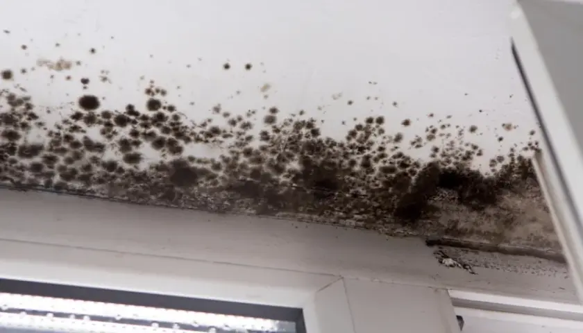 Dunkle Stockflecken im Keller breiten sich an der Decke und am Fensterrahmen aus.