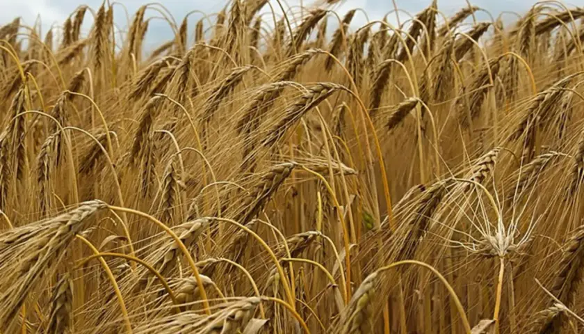 Ein Feld voller reifer Gerste, die Ähren sind goldbraun und hängen leicht. So sieht Gerste aus, bereit zur Ernte.
