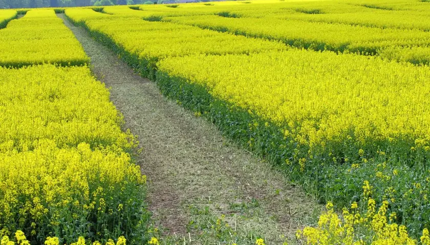 Ein weites Feld mit leuchtend gelben Raps-Sorten, durchzogen von einem Feldweg. Im Hintergrund grüne Hügel.