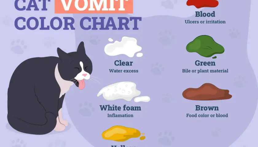 Cat vomit color chart. If your cat is throwing up white foam, it may indicate inflammation. Other vomit colors include clear, green, brown, and yellow.