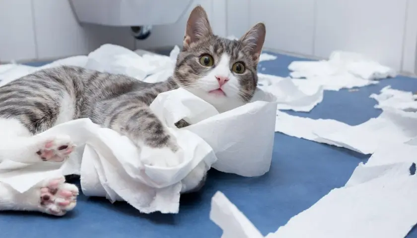 A tabby cat lies amidst shredded toilet paper, looking guilty. Perhaps this is why does my cat follow me to the bathroom - for the entertainment!