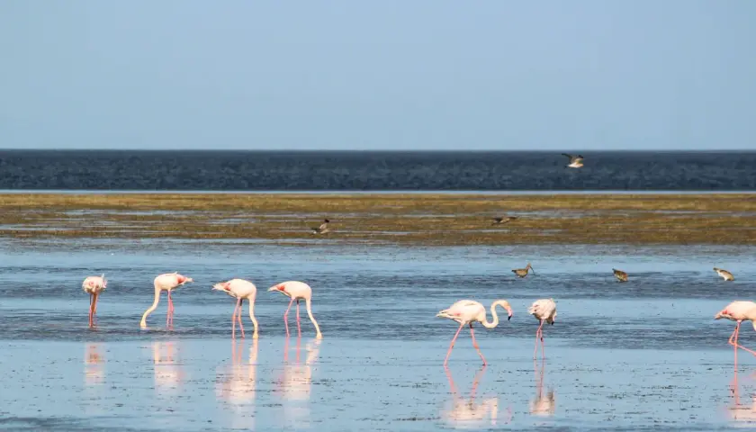Różowe flamingi brodzą w płytkiej wodzie na wyspie Djerba. W tle ciemne morze i błękitne niebo.