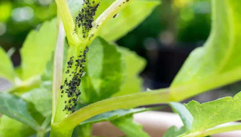 Une invasion de pucerons noirs sur la tige d'une plante d'intérieur verte.