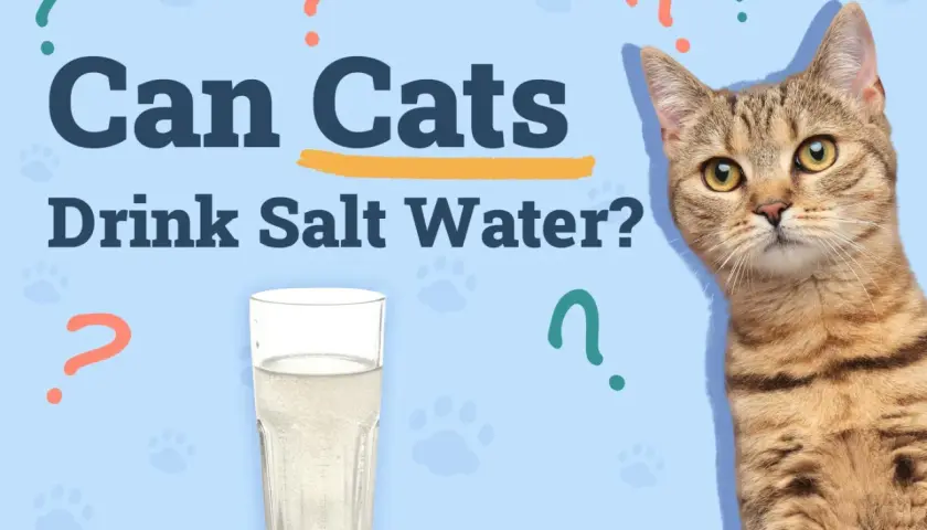 A tabby cat looks at a glass of water, questioning if cats can drink salt water.