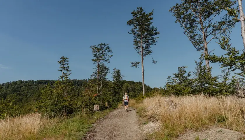 Spacer po leśnej ścieżce w górach blisko Katowic. Słoneczny dzień, wysokie drzewa i trawy.