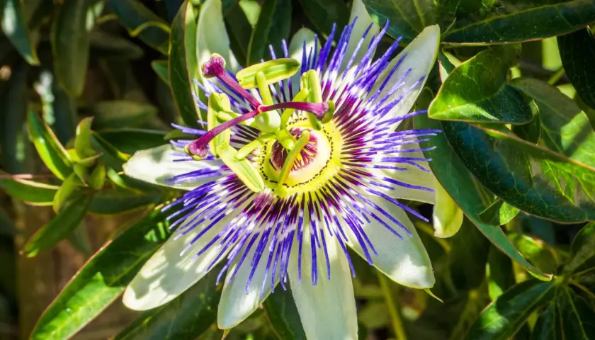Un fiore di passiflora dai petali bianchi e blu vibranti, con un centro giallo e viola. La sua bellezza complessa fa pensare che la passiflora funziona davvero per calmare.