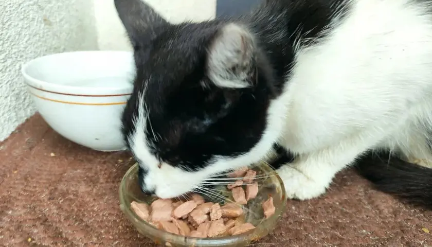 Czarno-biały kotek zajada mokrą karmę z miseczki. Czy Whiskas to dobra karma? Kotek wygląda na zadowolonego.