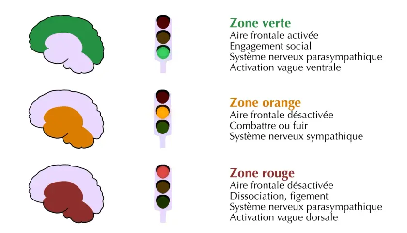 Schéma cérébral illustrant comment calmer le système nerveux central : zone verte (engagement social), orange (combat/fuite), rouge (dissociation).