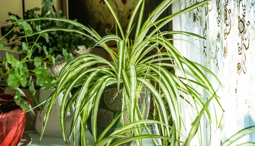 Un chlorophytum extérieur, avec ses longues feuilles vertes et blanches, prospère près d'une fenêtre ornée d'un rideau décoratif.