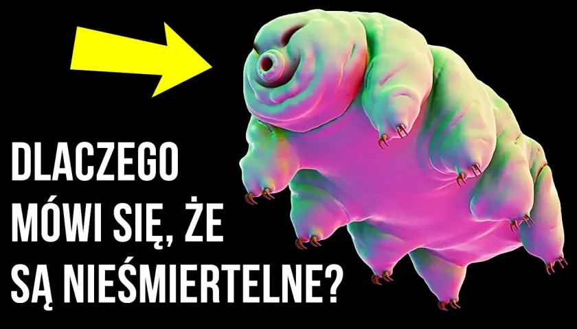 Głupie ciekawostki, które zaskoczą i rozbawią każdego znajomego