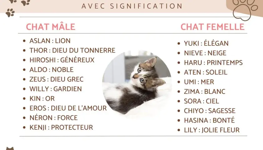 Un chaton tigré et blanc regarde curieusement. La liste propose des noms de chats, comme "Neron" pour un prenom chat gris, avec leur signification.