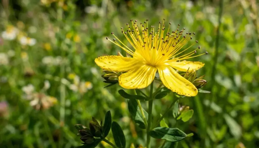 Una vibrante flor de san juan amarilla, con sus pétalos delicados y estambres largos, se alza en un campo verde.