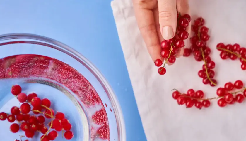 Rote Johannisbeeren werden für das Einfrieren vorbereitet. Eine Hand hält einen Zweig, während andere auf einem Tuch liegen.