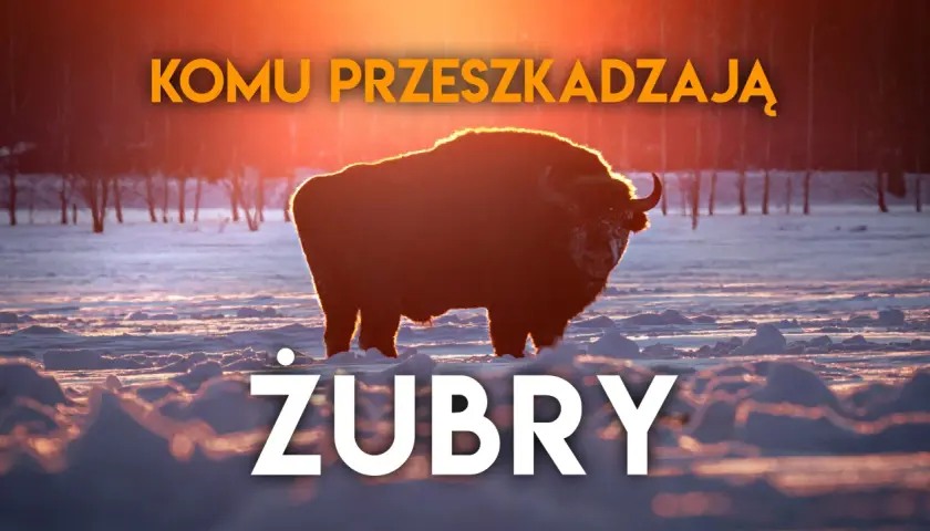 Majestatyczne żubry na Podlasiu, w zimowej scenerii o zachodzie słońca.