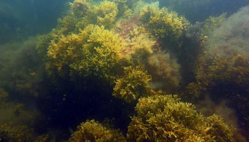 Tätt växande tång i havet, med gyllene och mörkbruna nyanser. En undervattensvärld full av liv.
