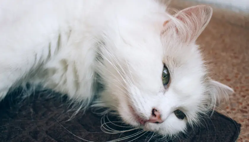 Un gato oriental blanco, con ojos verdes penetrantes, descansa plácidamente sobre una alfombra oscura.