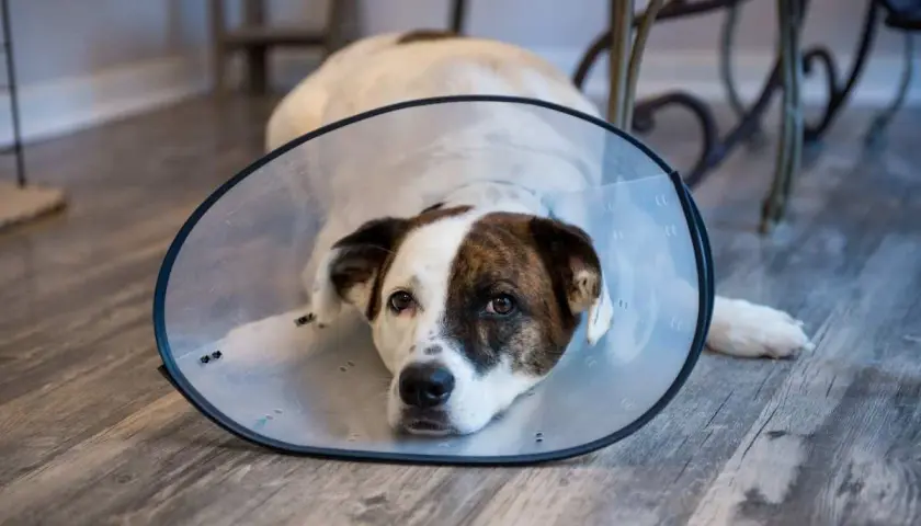 A dog wearing a cone after spaying rests on a wooden floor, looking a bit sad but recovering well.