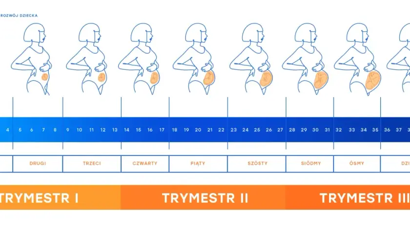 Ilustracja pokazuje zmiany sylwetki kobiety w ciąży tydzień po tygodniu, od 1 do 40 tygodnia. Wykres odpowiada na pytanie, ile dni trwa ciąża, pokazując jej rozwój.
