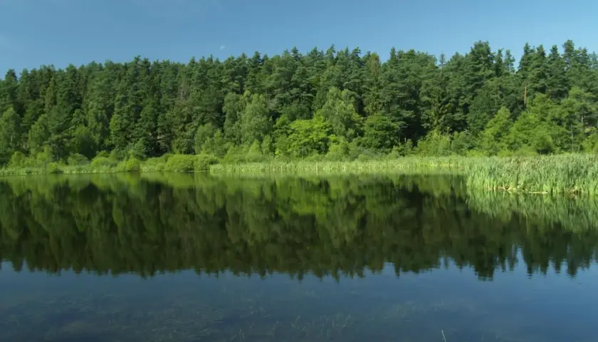 Spokojne jezioro z odbijającym się lasem i błękitnym niebem.