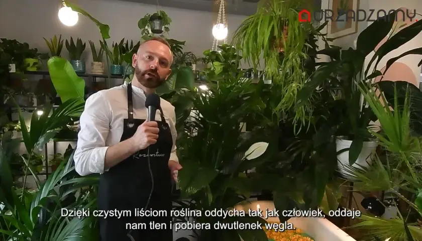 Mężczyzna w fartuchu mówi o roślinach, wśród nich jest kwiat radermachera. Rośliny produkują tlen.