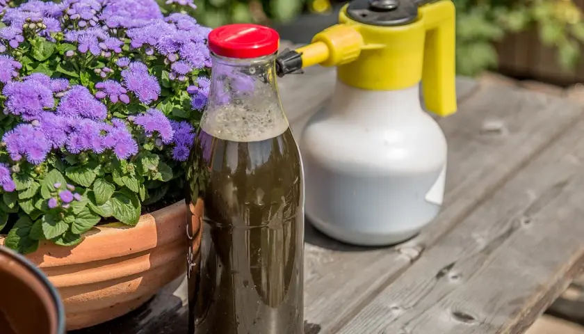 Flasche mit selbstgemachter Brennnesseljauche neben einem Sprühgerät und lila Blumen. Perfekt, um Pflanzen zu düngen.