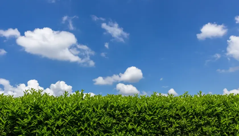 Une haie persistante d'un vert éclatant sous un ciel bleu parsemé de nuages blancs.