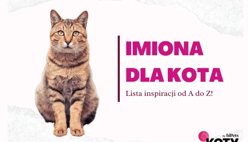 Uroczy kotek czeka na słodkie imiona dla kotki. Lista inspiracji od A do Z!