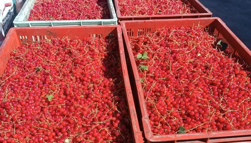 Mnóstwo czerwonych porzeczek w skrzynkach. Zastanawiasz się nad czarna porzeczka cena? Tutaj znajdziesz świeże owoce prosto z pola.