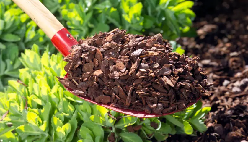 Schaufel mit walnussschalen als mulch, bereit zum Ausbringen im Garten.