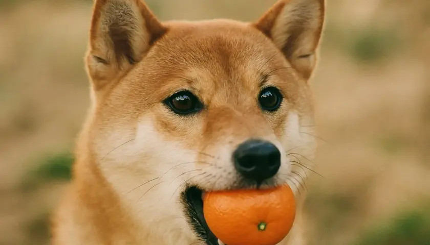Ein Shiba Inu Hund hält eine Mandarine im Maul.