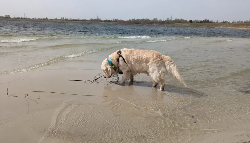 Złoty retriever w wodzie przy brzegu, szukający patyka. W tle jezioro i linia drzew. Pogoria 4.