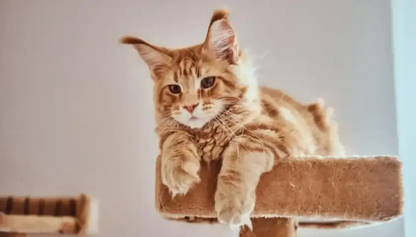 Rudy kot Maine Coon z puszystymi uszami leży na drapaku. Szukasz oryginalnego imienia dla kota?