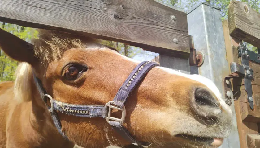 Brązowy koń z białą łatką na pysku w mini zoo Żywiec, z bliska, w słoneczny dzień.