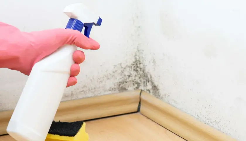 Mano con guante rosa rociando producto para quitar humedad ambiente de una pared con moho. Esponja amarilla y negra al lado.
