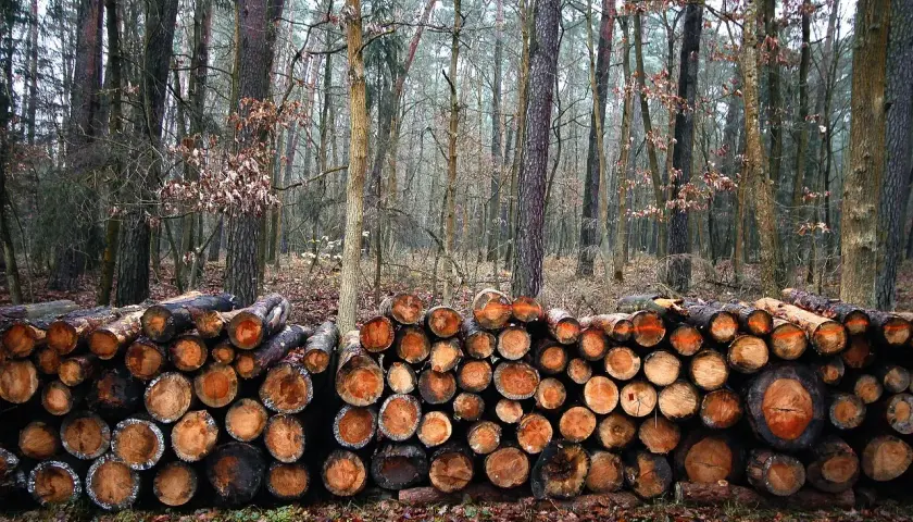 Parownica a drewno: kiedy bezpieczna? Uniknij kosztownych błędów!