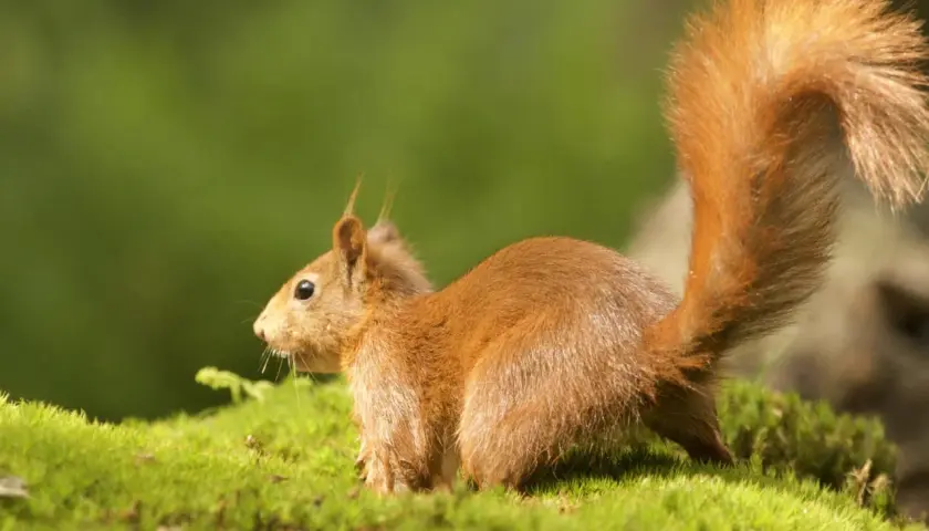 Una ardilla roja, con su cola esponjosa, parece soñar con ardillas mientras se posa sobre musgo verde.