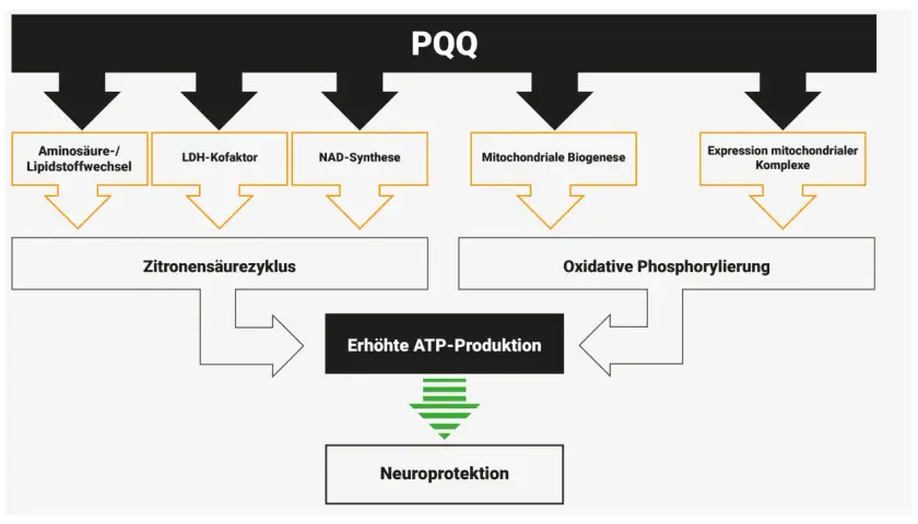 PQQ beeinflusst Aminosäure-/Lipidstoffwechsel, LDH-Kofaktor, NAD-Synthese, mitochondriale Biogenese und Expression mitochondrialer Komplexe, was zu erhöhter ATP-Produktion und Neuroprotektion führt.