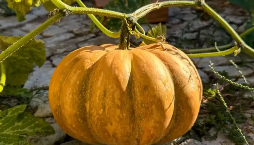 Zucca matura su un terreno roccioso, i suoi semi sono un rimedio naturale per la stitichezza.