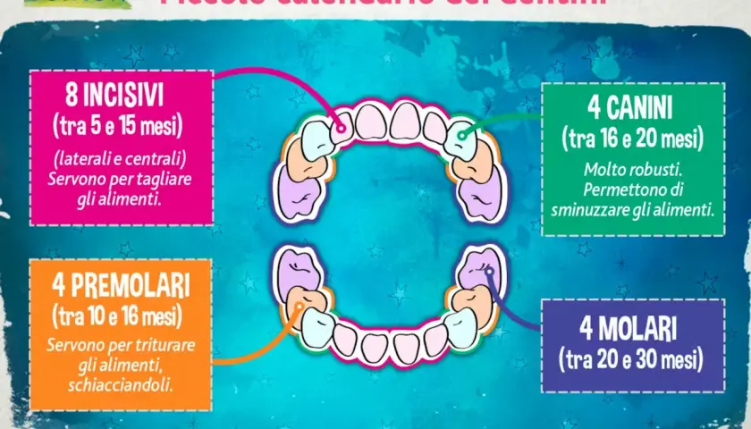 Calendario dei primi denti neonato: incisivi, canini, premolari e molari con indicazioni sui mesi di eruzione e funzione.