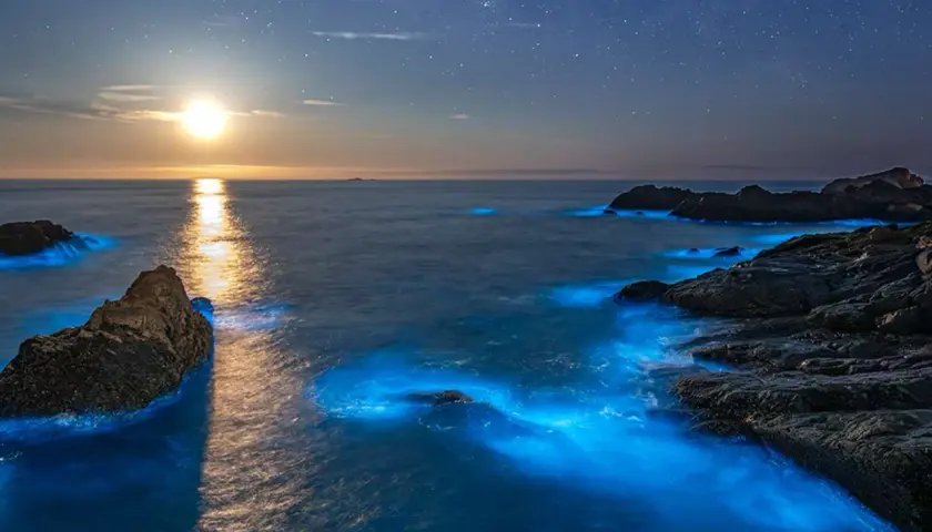 Nocna plaża z rozświetloną przez bioluminescencję wodą i księżycem na niebie.