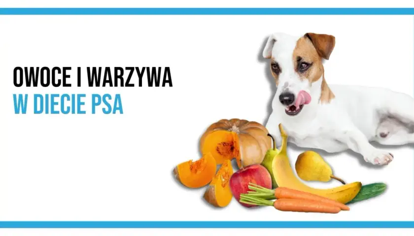Pies z językiem na wierzchu obok dyni, jabłka, banana, gruszki, ogórka i marchewki. Dowiedz się, jakie warzywa może jeść pies.
