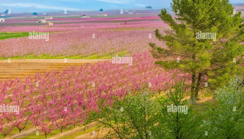 En vidsträckt persikolund i Katalonien blommar i rosa, med ett stort träd i förgrunden.