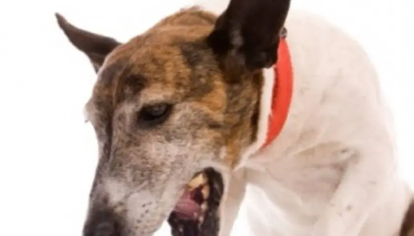 Cane con collare rosso che sembra avere uno starnuto inverso, con la bocca aperta e gli occhi socchiusi.