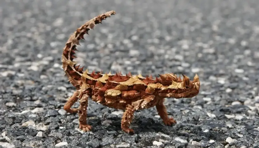 Un pequeño dragon del desierto, con su cuerpo cubierto de escamas y espinas, camina sobre un camino de grava.