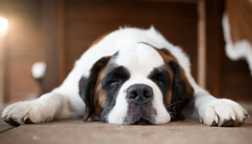 San Bernardo durmiendo, con su cara apoyada en el suelo. A veces mi perro se tira muchos gases, pero así de adorable, no me importa.